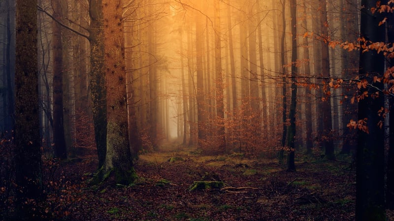 Whispering Woods