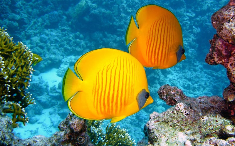 Underwater Palace